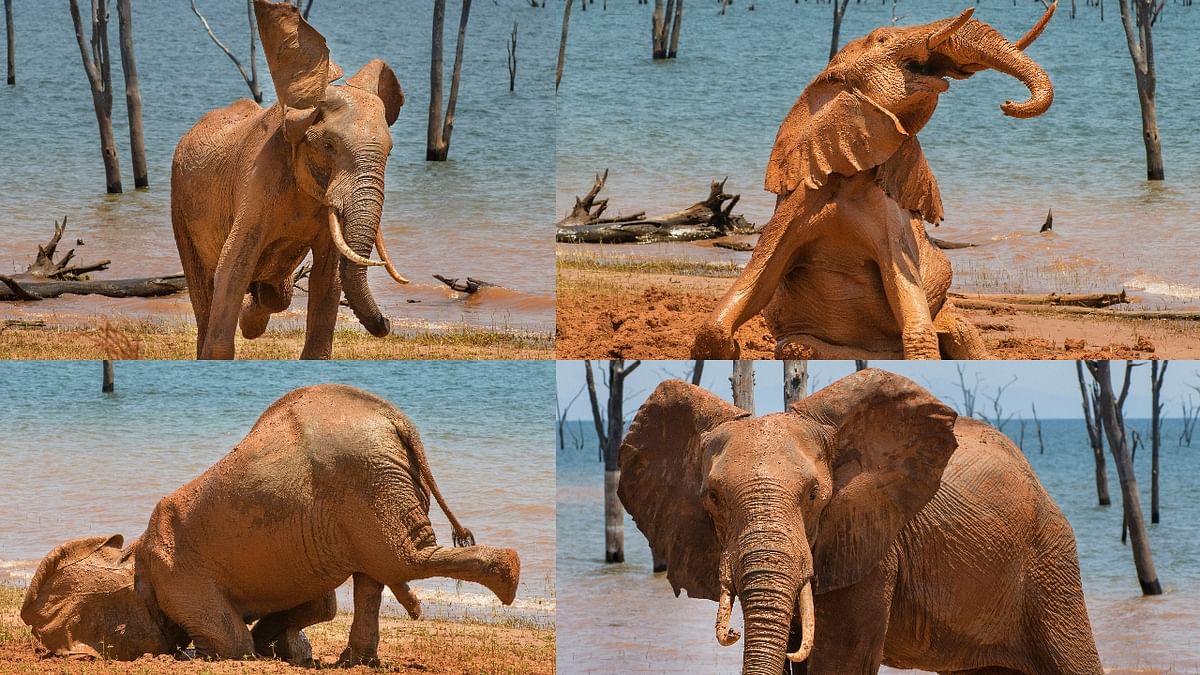 Amazing Internet Portfolio Award went to photographer Vicki Jauron for his spectacular clicks of an elephant enjoying a mud bath against the dead trees on the shores of Lake Kariba in Zimbabwe on a hot afternoon. Credit: Vicki Jauron/Comedywildlifephoto.com