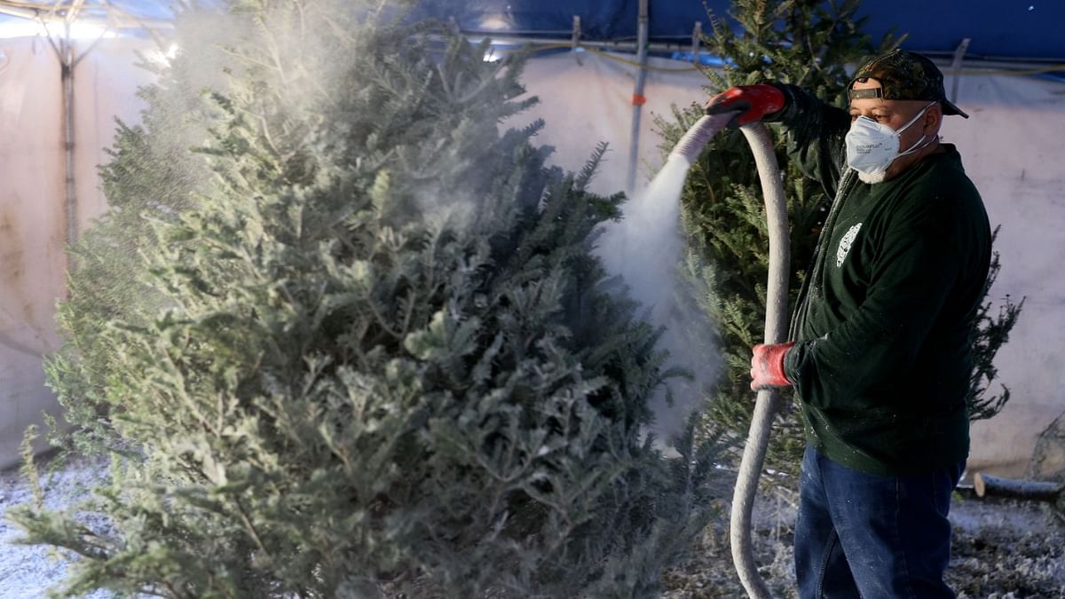 Reports indicate a shortage of Christmas trees this year due to supply chain problems and other factors. Because of the issues, the owner of Santa's Garden, John Martinez, who gets his trees from farms in Canada, encourages people to find their Christmas trees early. Credit: Joe Raedle/Getty Images/AFP Photo