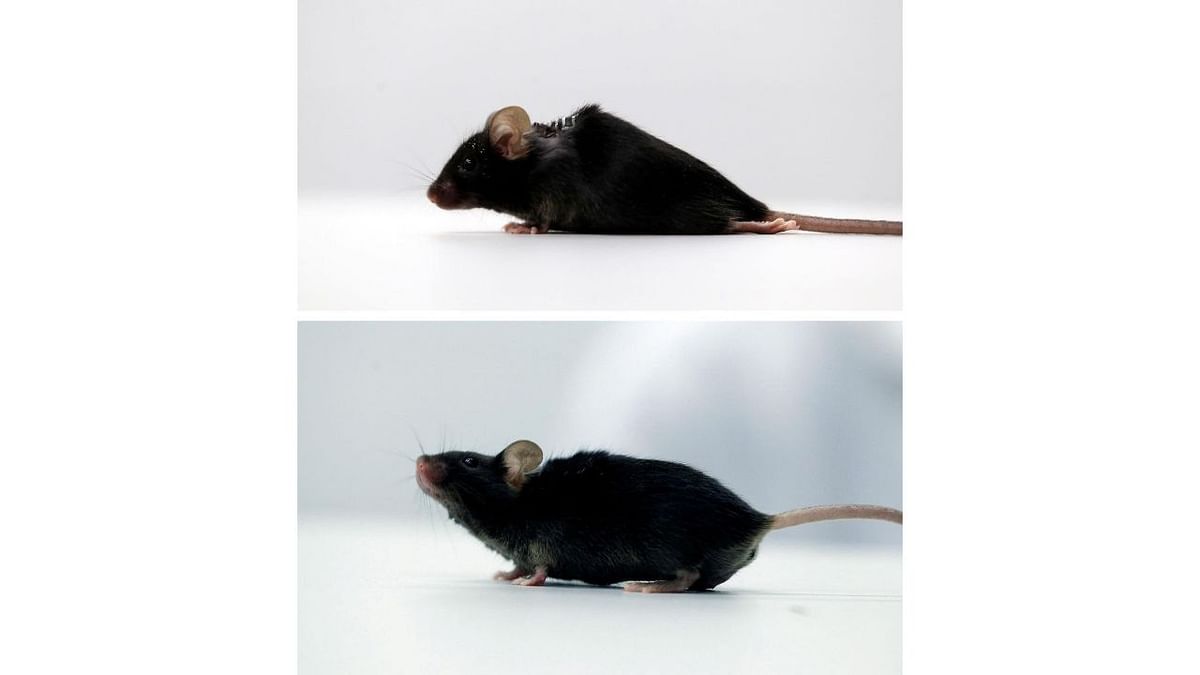 A combination picture shows a paralysed mouse and a former-paralysed one in a lab at Ruhr University, where scientists discovered a way to restore the ability to walk in mice that had been paralysed after a complete spinal cord injury, in Bochum, Germany. Credit: Reuters Photo