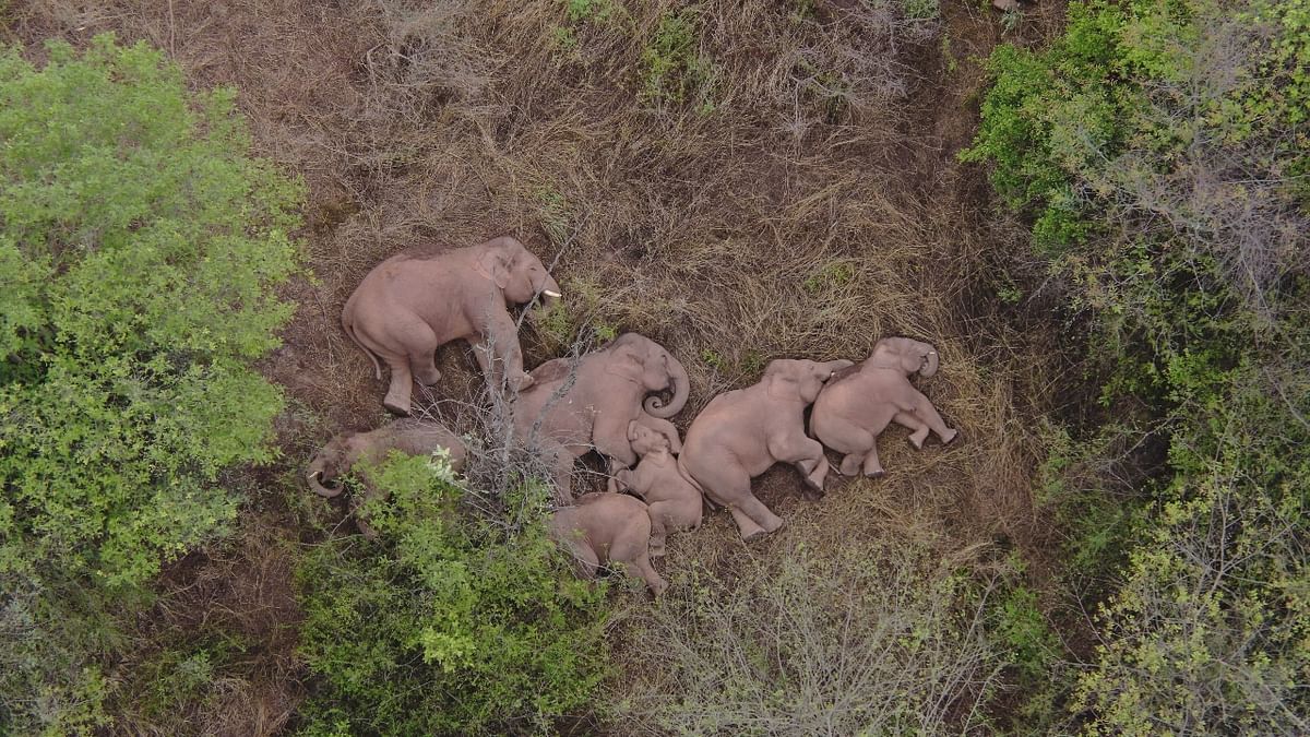 Wild Asian elephants lie on the ground and rest in Jinning district of Kunming, Yunnan province, China. A herd of 15 wild elephants has trekked hundreds of kilometres after leaving their forest habitat in Xishuangbanna National Nature Reserve, according to local media. Credit: Reuters Photo