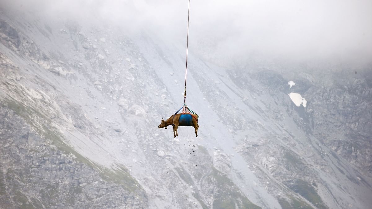 A cow is lowered by helicopter after its summer sojourn high in the Swiss Alpine meadows near the Klausenpass, Switzerland. Credit: Reuters Photo
