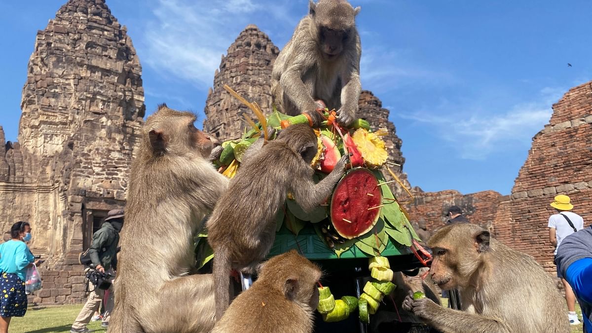 Monkeys are seen eating fruits during the annual Monkey Festival in Lopburi, Thailand. Credit: Reuters Photo