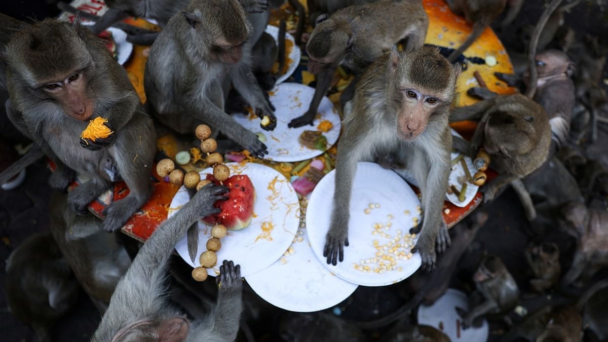 This festival is an annual tradition where locals thank monkeys for doing their part in drawing tourists to this place, which is also known as “Monkey Province.” Locals spend over 100,000 baht (Rs. 2.25 lakhs approx.) to feed the monkeys during the festival. Credit: Reuters Photo