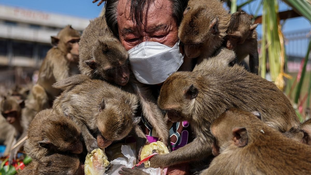 Thailand monkey festival returns after 2 year hiatus