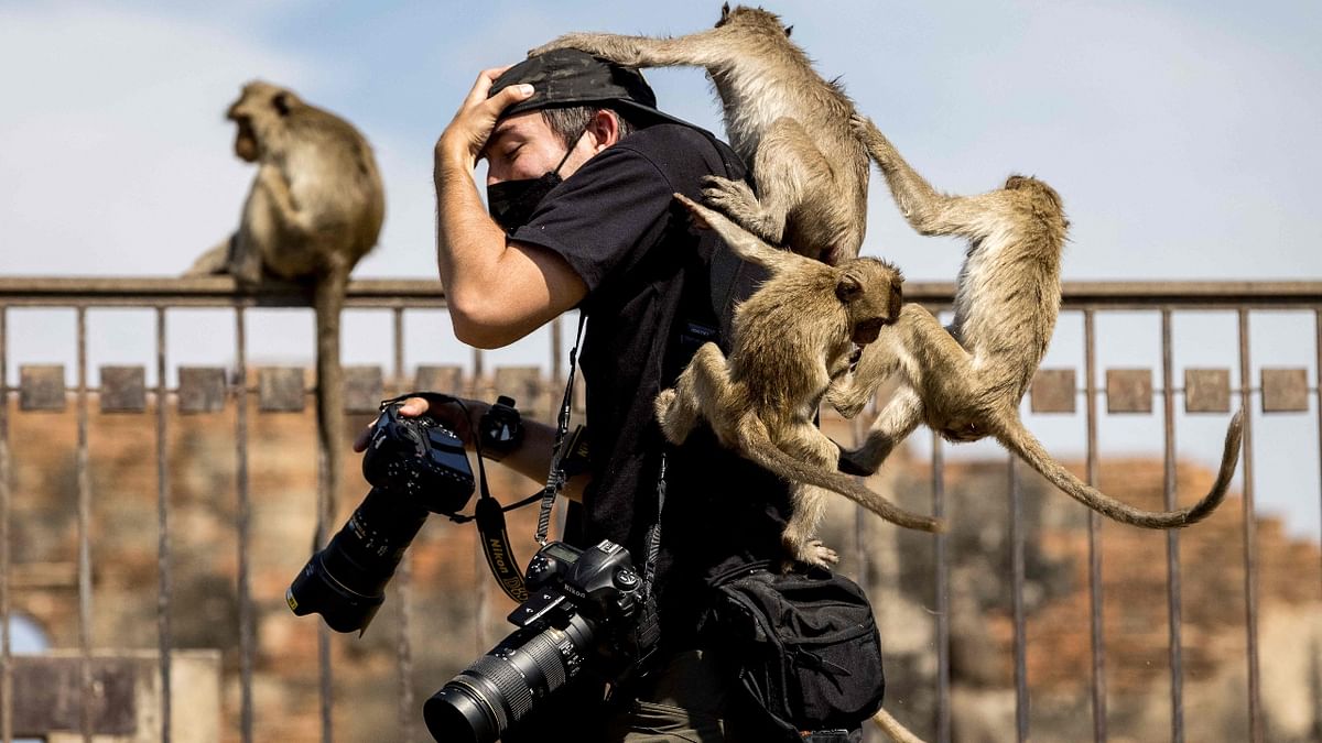 Macaque monkeys climb onto a photographer at the Phra Prang Sam Yod temple during the annual Monkey Festival in Lopburi, Bangkok. Credit: Reuters Photo