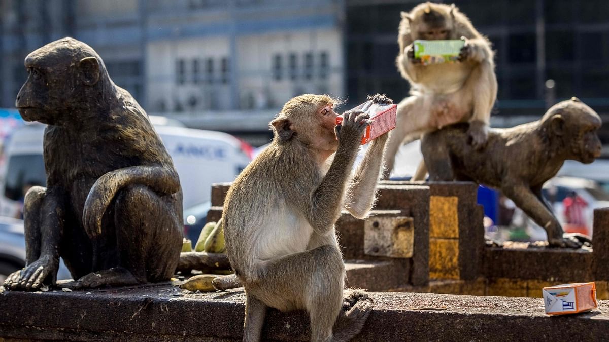 Monkeys are seen drinking juice outside the Phra Prang Sam Yod temple during the annual Monkey Festival in Lopburi, Bangkok. Credit: AFP Photo