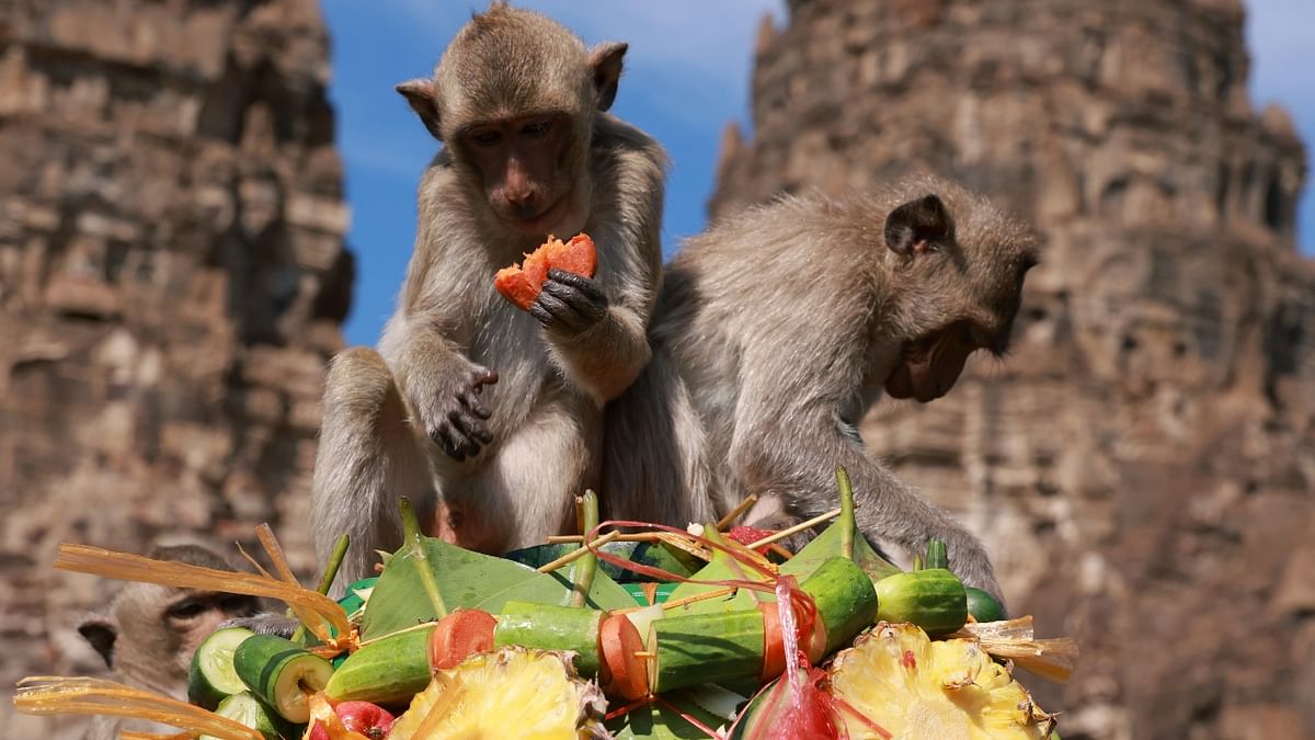 Thousands of monkeys gathered in Thailand’s Lopburi as they feasted on nearly two tonnes of fruits and vegetables as the Monkey Festival kicked off after a two-year hiatus caused by the coronavirus pandemic. Credit: Reuters Photo