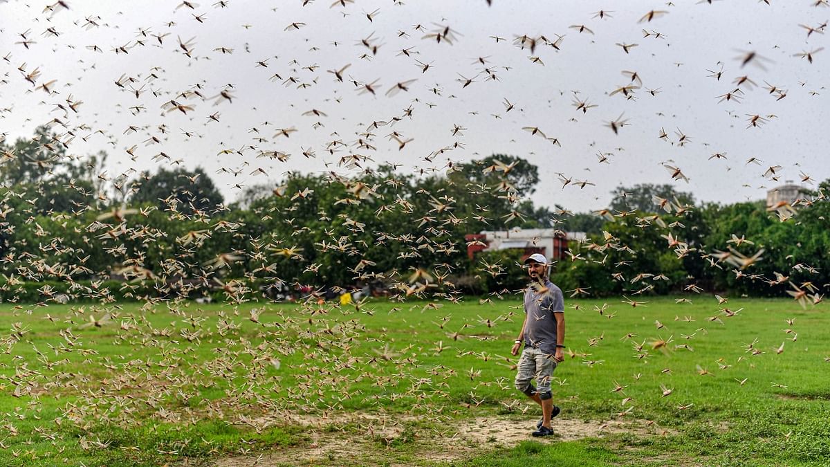 Swarms of locusts invaded several states in India in April, with the insects damaging acres of crops. Credit: PTI Photo