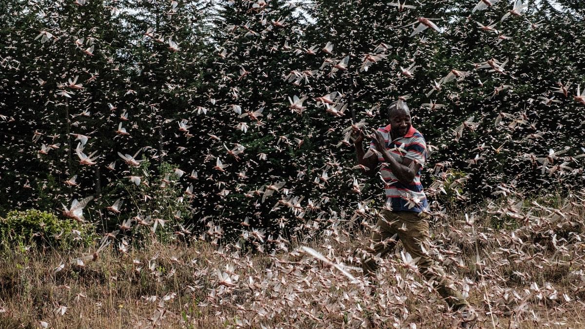 In February, Kenya and other parts of East Africa fought the worst locust attacks in decades, with the insects destroying crops and grazing grounds. Scientists say that unusual weather patterns exacerbated by climate change created ideal conditions for insects to thrive. Credit: AFP Photo