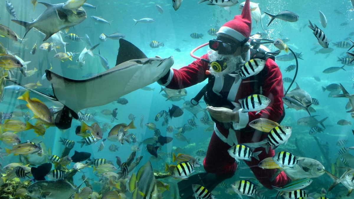 A diver wearing a Santa Claus costume performs at Koral Restaurant aquarium ahead of Christmas celebrations in Badung, Bali, Indonesia. Credit: Reuters photo/Antara Foto/Fikri Yusuf