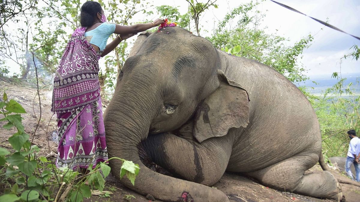 A village woman pays tribute to a wild elephant which is believed to have died after a lightning strike, at Bamuni hills in Nagaon, Assam. A strong negative lightning flash with a peak current of 39,000 amperes at 9.28 pm killed 18 elephants in Kandali Proposed Reserve Forest in central Assam on May 13. Credit: PTI Photo