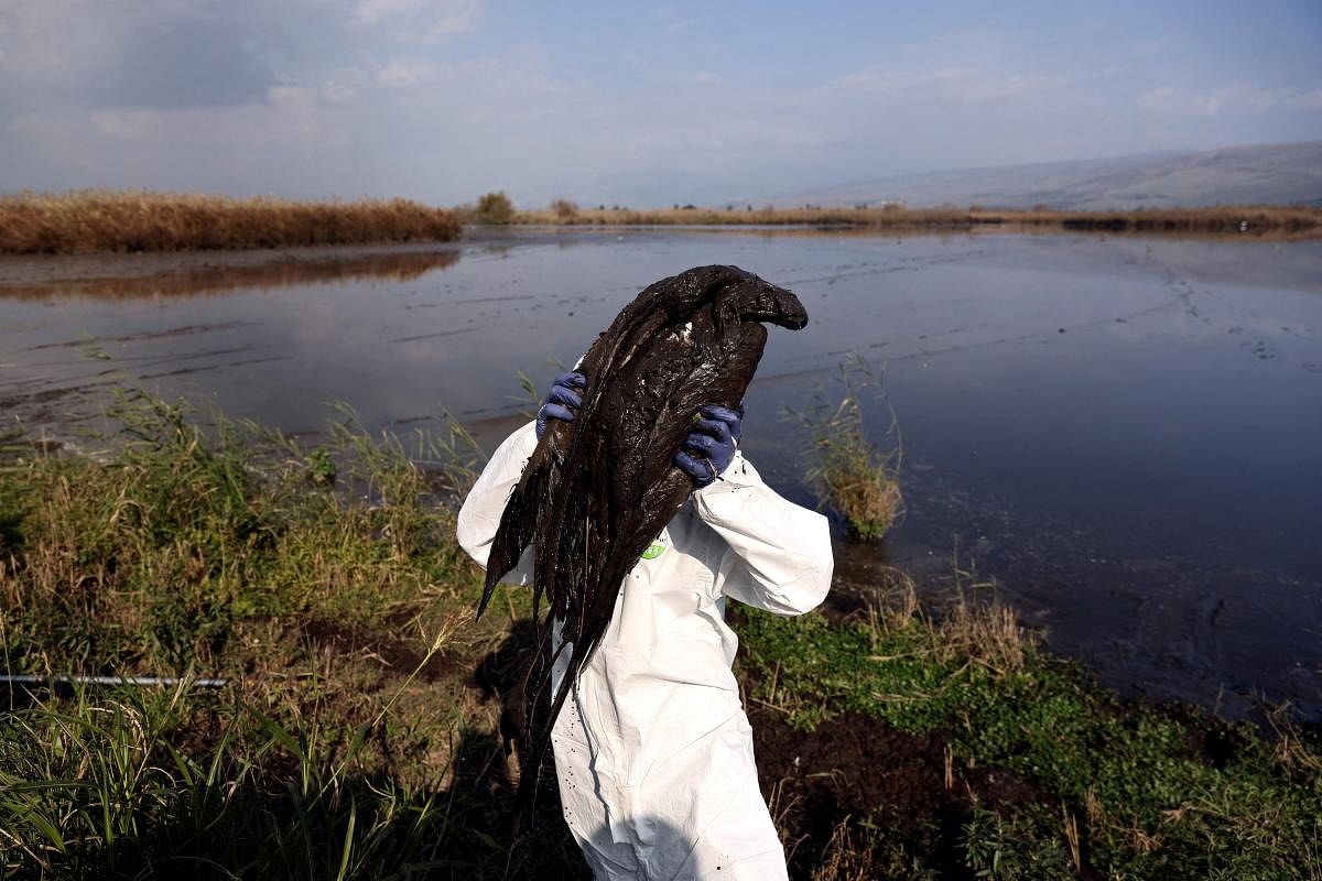 A worker carries a crane that died following an outbreak of avian flu in the lake of a nature reserve, an important bird migration destination in the Hula Valley, northern Israel. Credit: Reuters Photo