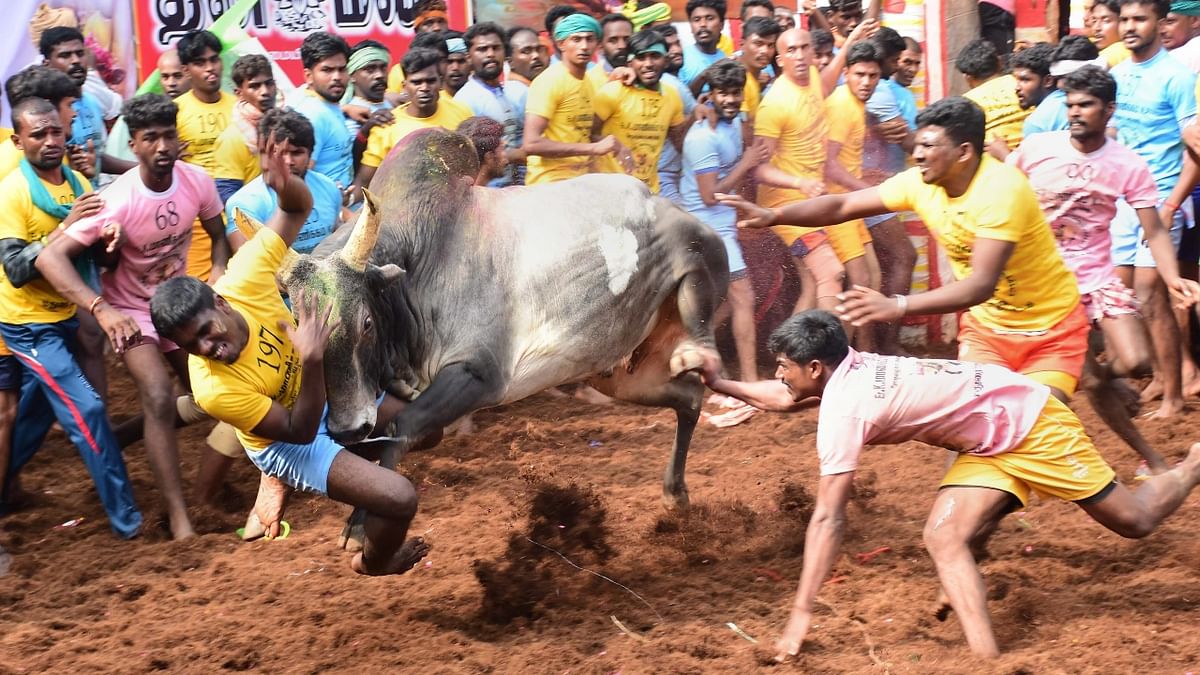 Jallikattu is one of the ancient sports played as part of Tamil harvest festival, Pongal, in major parts of Tamil Nadu. Credit: PTI Photo
