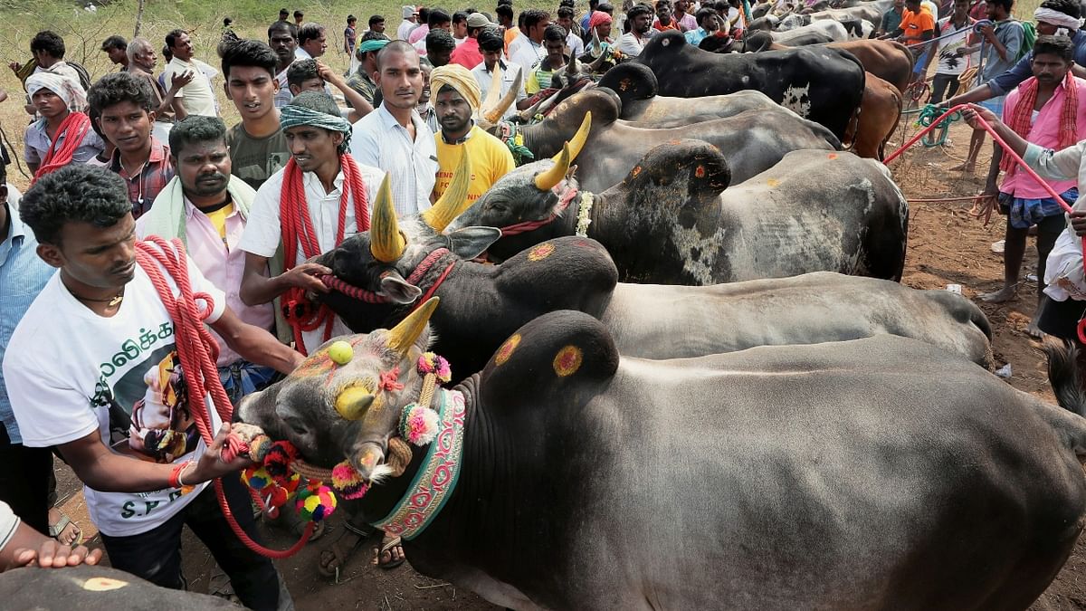 In ancient literature, this sport was also called ‘Eruthazhuvuthal’ or ‘Manju virattu’. Credit: PTI Photo