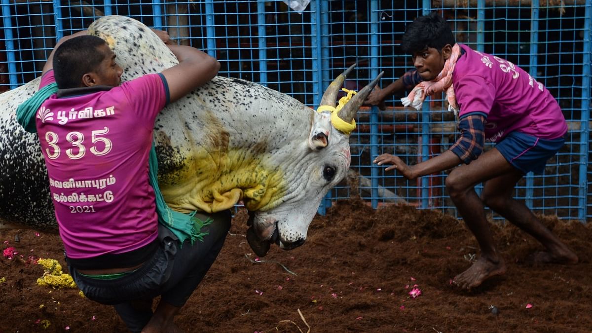 The name Jallikattu comes from the word ‘jalli’ meaning coins and ‘kattu’ meaning tie, which means a bundle of coins tied to the bull’s horns. Credit: PTI Photo