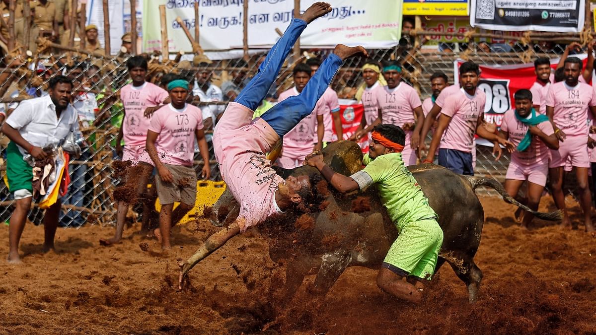 This is one of the oldest living sports in India, and the robust sport is a test of grit with the bulls fiercely run past the men while the tamers attempted to get on to their humps to emerge victorious. Credit: Reuters Photo