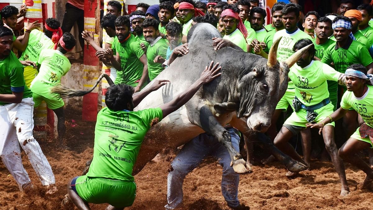 Now, the Jallikattu altered into a game where youth could prove their brave adventures. Credit: PTI Photo