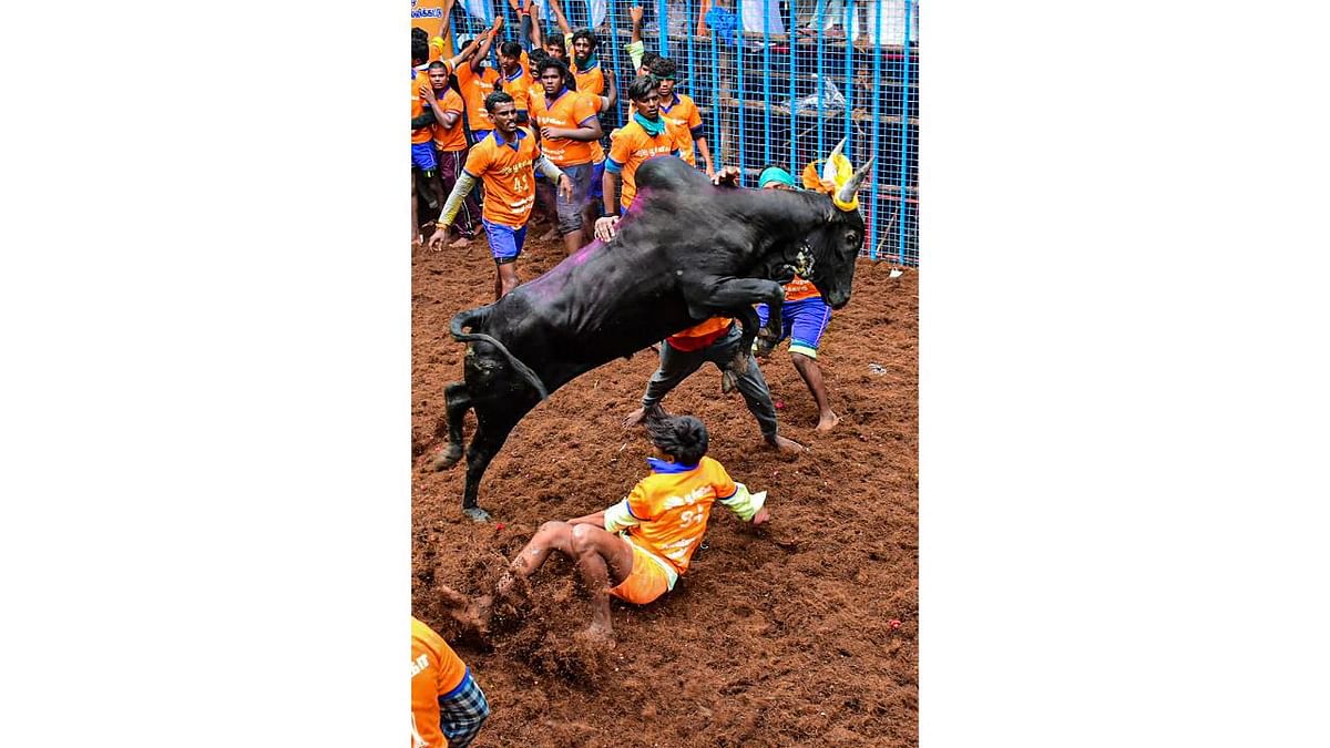 The Jallikattu game is organized with great zeal in Madurai and in districts like Pudukottai, Tiruchirapalli and Thanjavur. Credit: PTI Photo