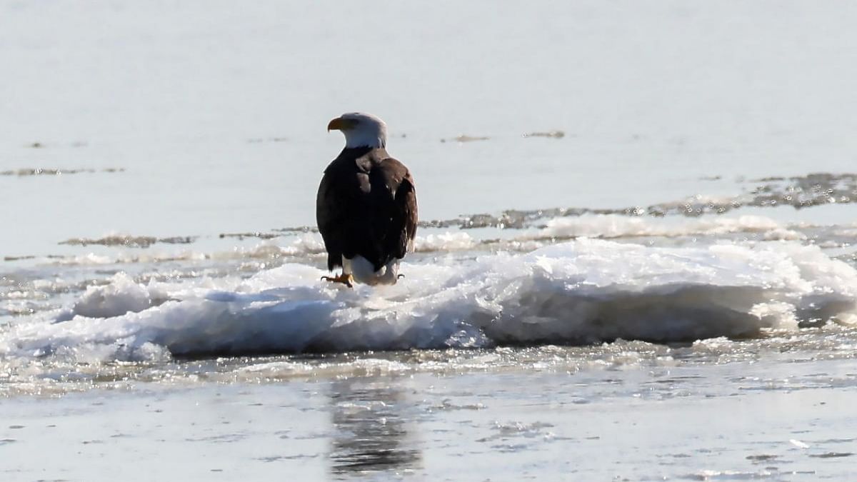 A wintering Bald Eagle perches atop an ice flow on the Hudson River near Newburgh, New York. Credit: Reuters photo