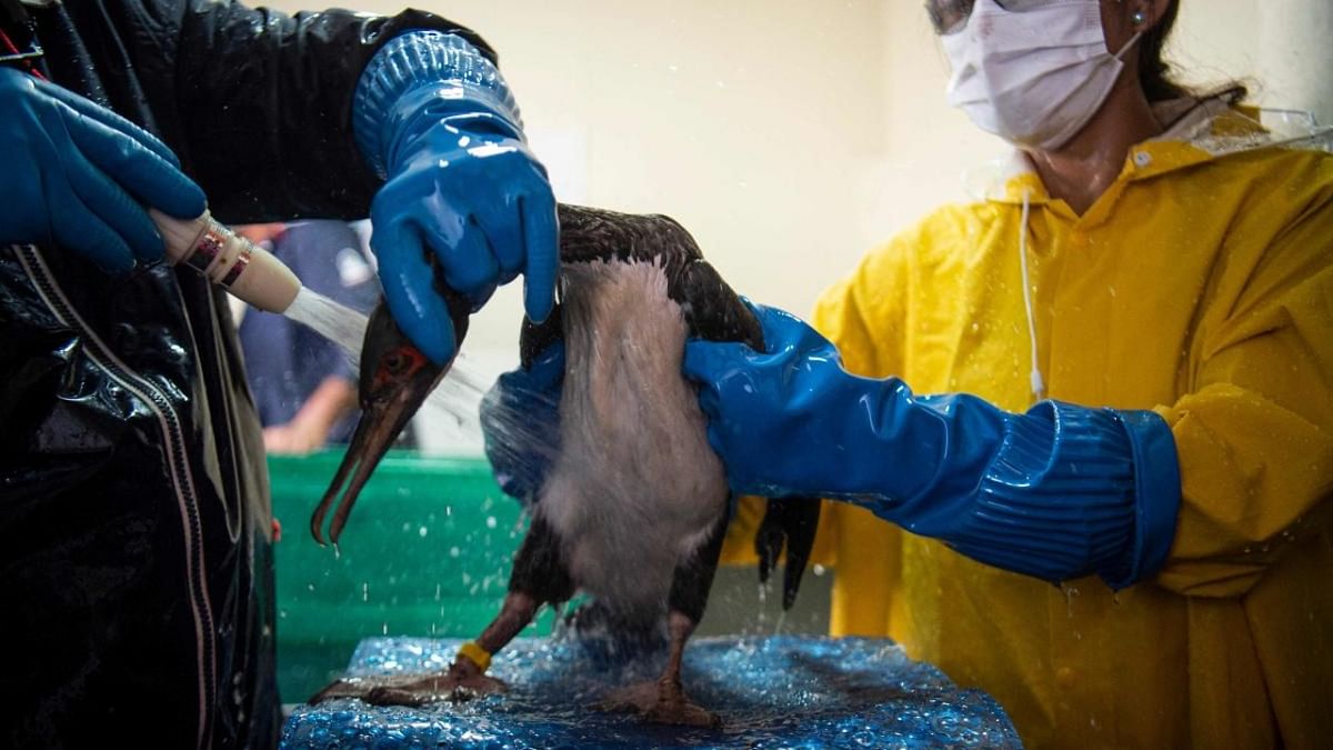 Specialists do cleaning work to remove the oil from an oil-tainted cormorant affected by the oil spill happened when an Italian-flagged tanker, the