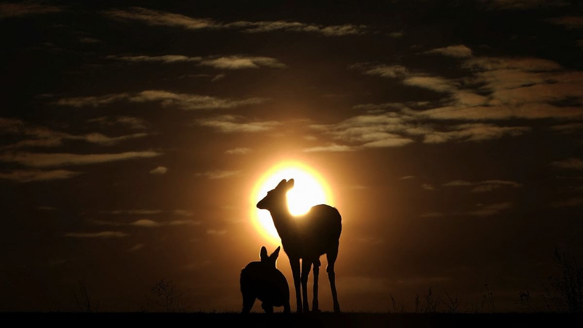 Whitetail deer are pictured at sunset in Buffalo, New York, US. Credit: Reuters Photo