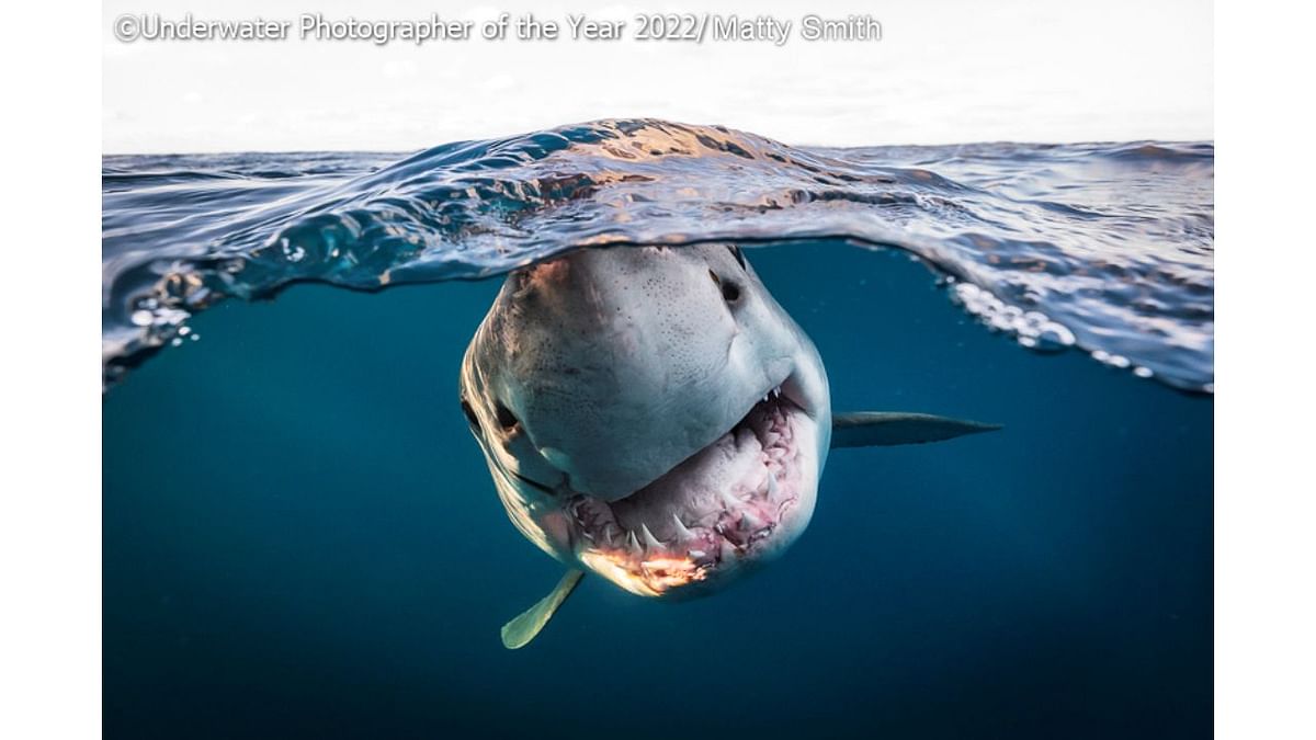 British Underwater Photographer of the Year 2022: 'A 3.5m great white curiously approaches my lens'. Credit: Underwater Photographer of the Year 2022/Matty Smith