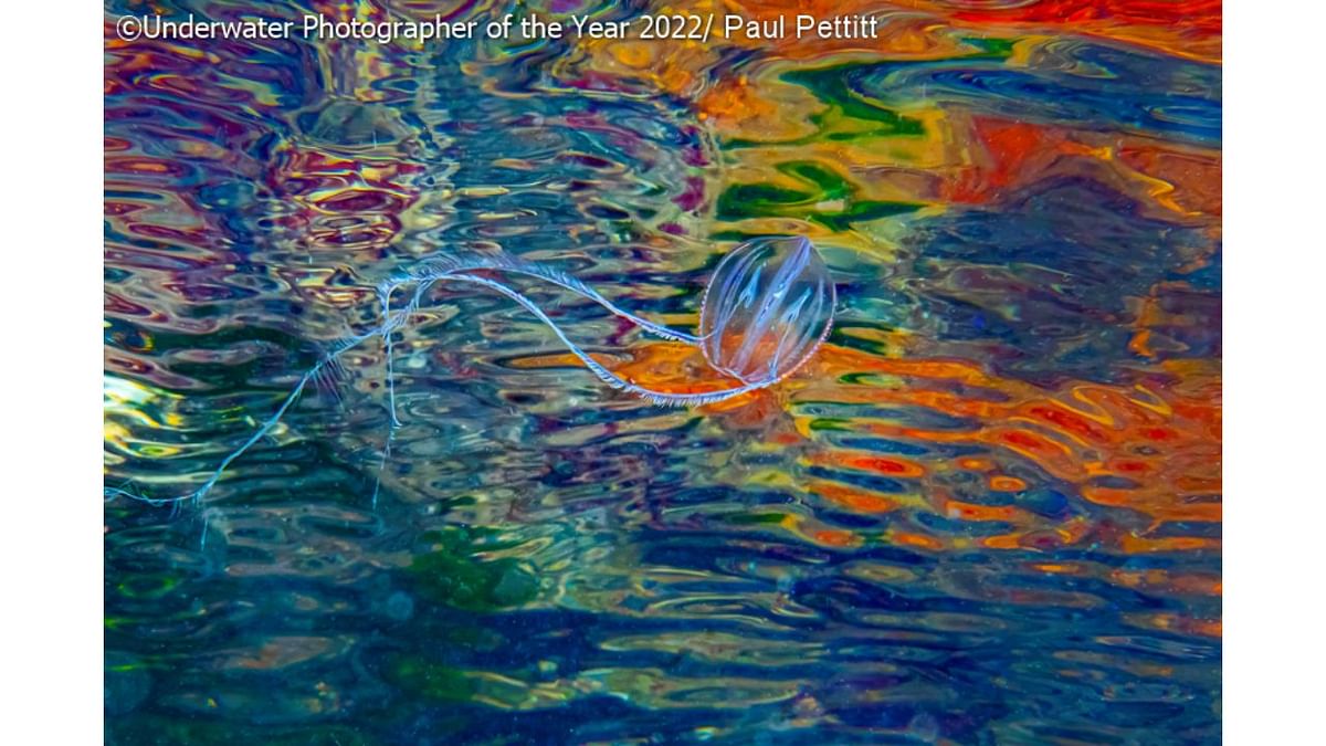 Most Promising British Underwater Photographer of the Year 2022: 'Diamonds and Rust'. Credit: Underwater Photographer of the Year 2022/Paul Pettitt