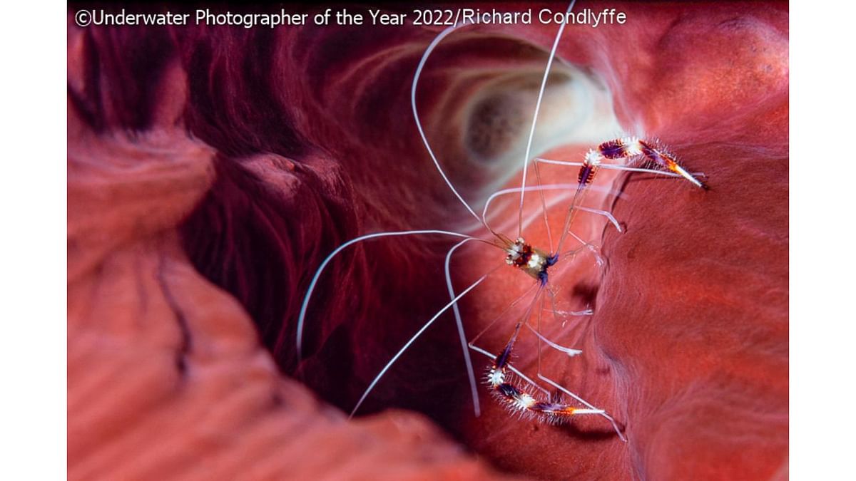 UPY Macro Commended: 'Banded Coral Shrimp'. Credit: Underwater Photographer of the Year 2022/Richard Condlyffe