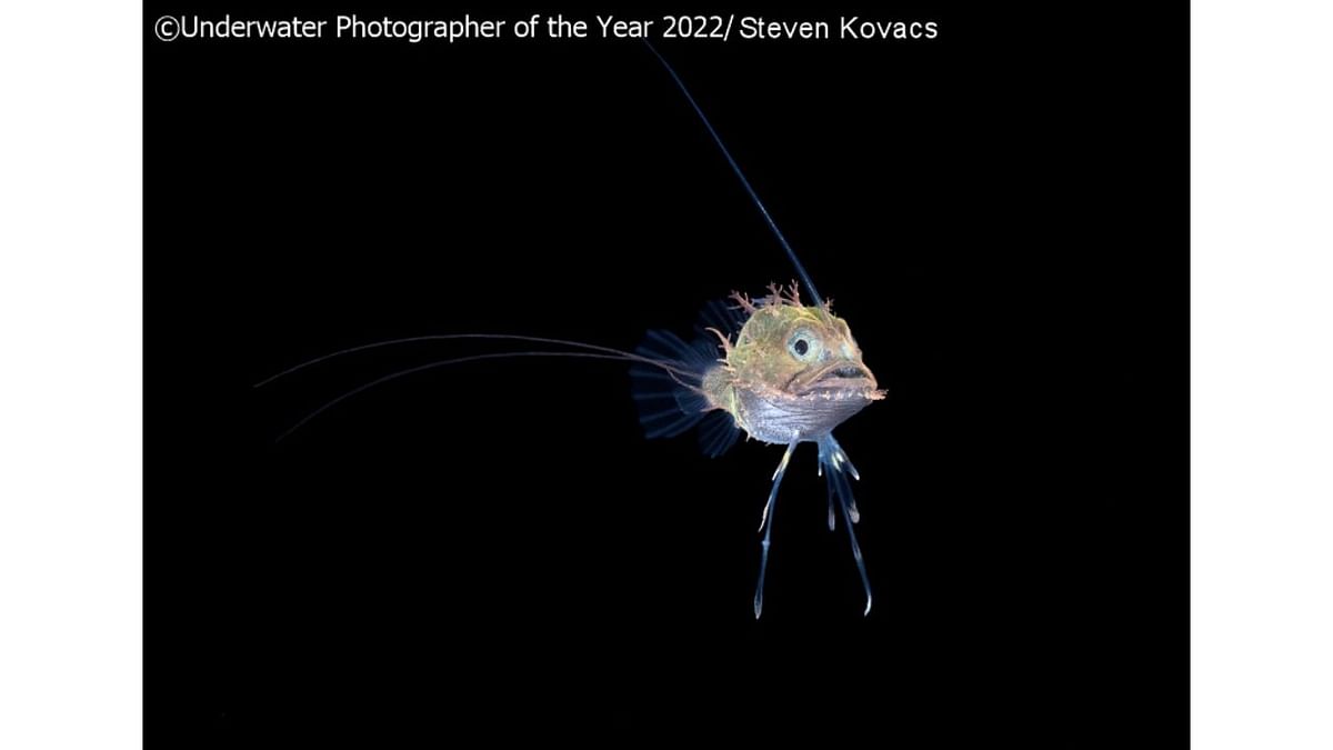 UPY Macro Commended: 'Goosefish'. Credit: Underwater Photographer of the Year 2022/Steven Kovacs