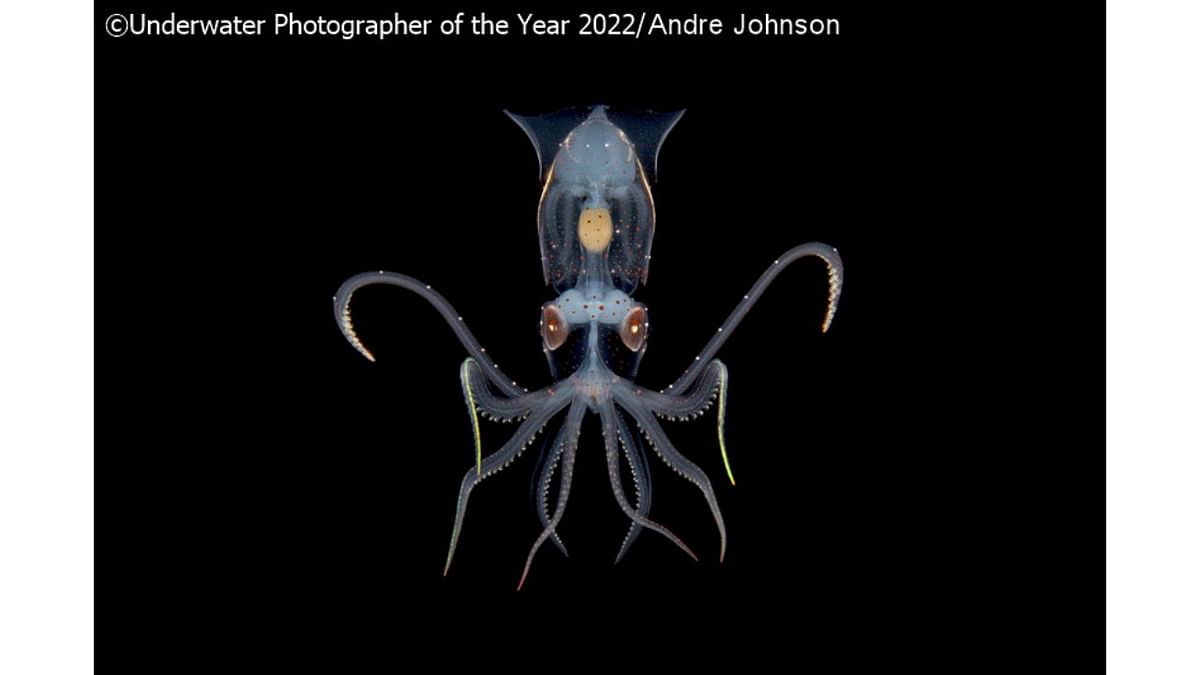 UPY Macro Highly Commended: 'Sharpear Enope Squid in a defensive pose'. Credit: Underwater Photographer of the Year 2022/Andre Johnson