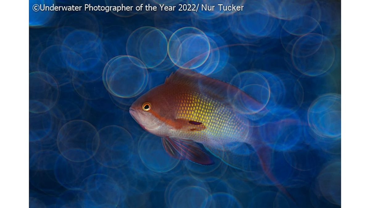 UPY Macro Highly Commended: 'Bubble Trouble'. Credit: Underwater Photographer of the Year 2022/Nur Tucker