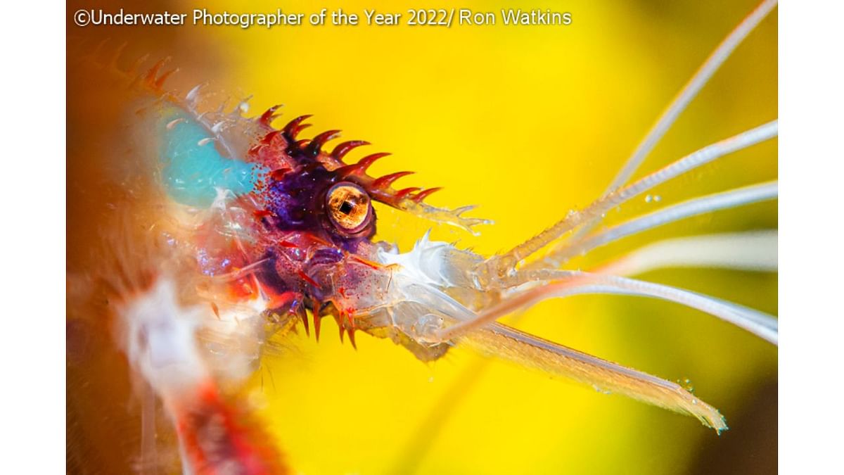 UPY Macro Highly Commended: 'Banded Coral Shrimp Gladiator'. Credit: Underwater Photographer of the Year 2022/Ron Watkins