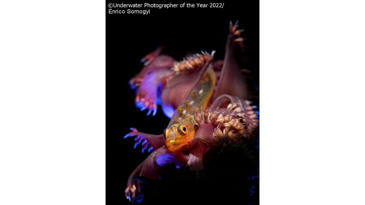 UPY Macro Highly Commended: 'Goby on a Sea Pen'. Credit: Underwater Photographer of the Year 2022/Enrico Somogyi