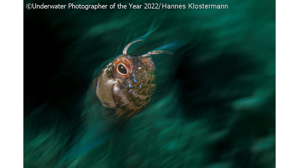 UPY Macro Third: 'Green Fire'. Credit: Underwater Photographer of the Year 2022/Hannes Klostermann