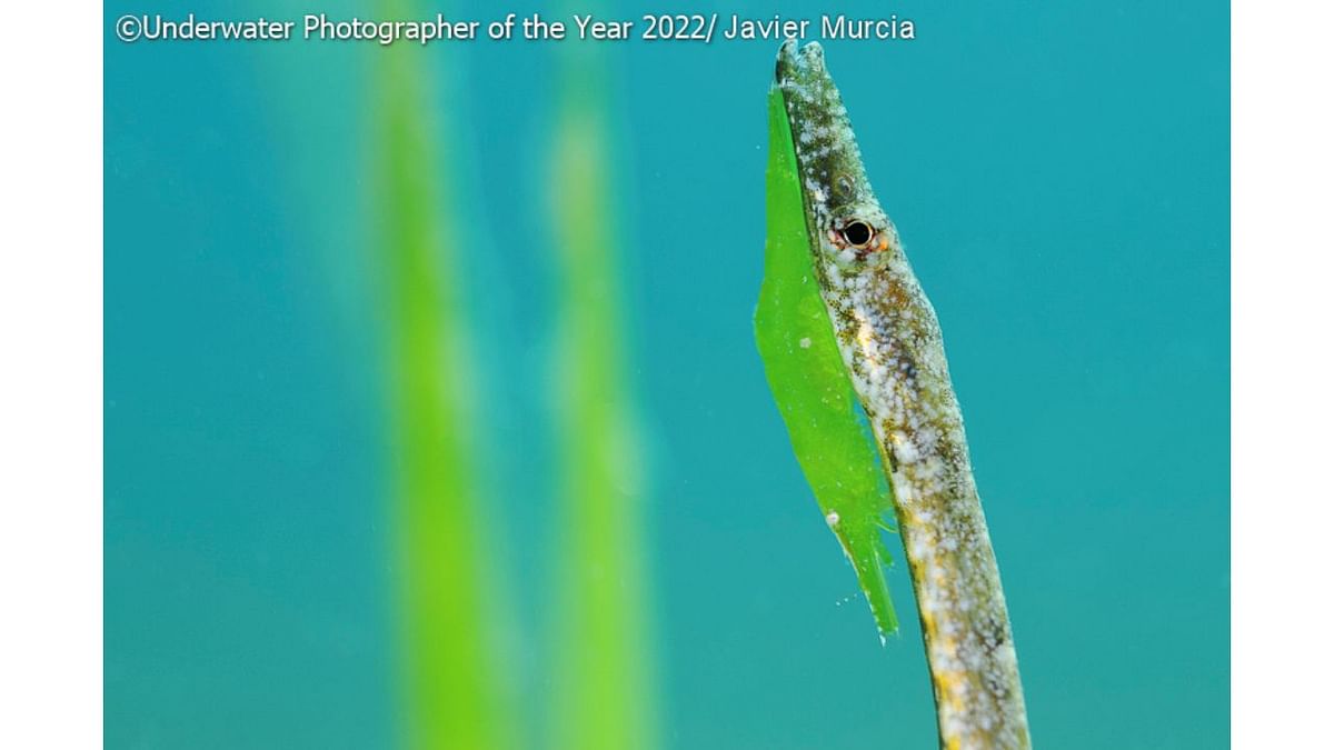 UPY Macro Winner: Mimicry'. Credit: Underwater Photographer of the Year 2022/Javier Murcia