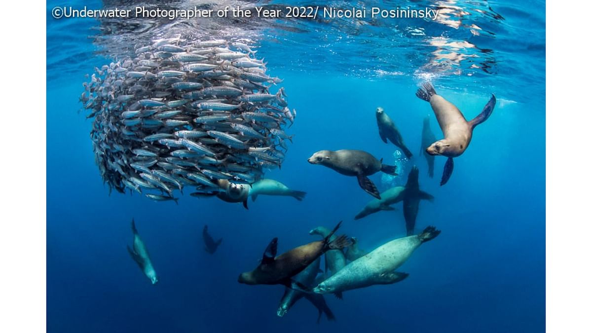 Wide Angle Commended: 'Hunting sea lions'. Credit: Underwater Photographer of the Year 2022/Nicolai Posininsky