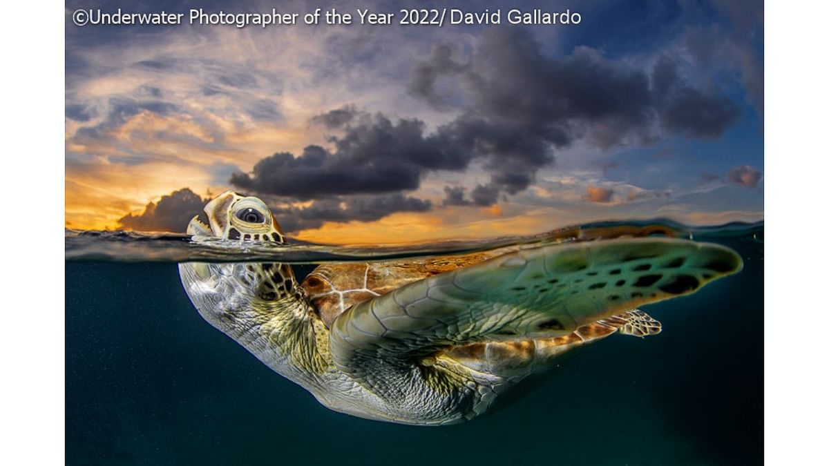 Wide Angle Commended: 'Under the sunset'. Credit: Underwater Photographer of the Year 2022/David Gallardo