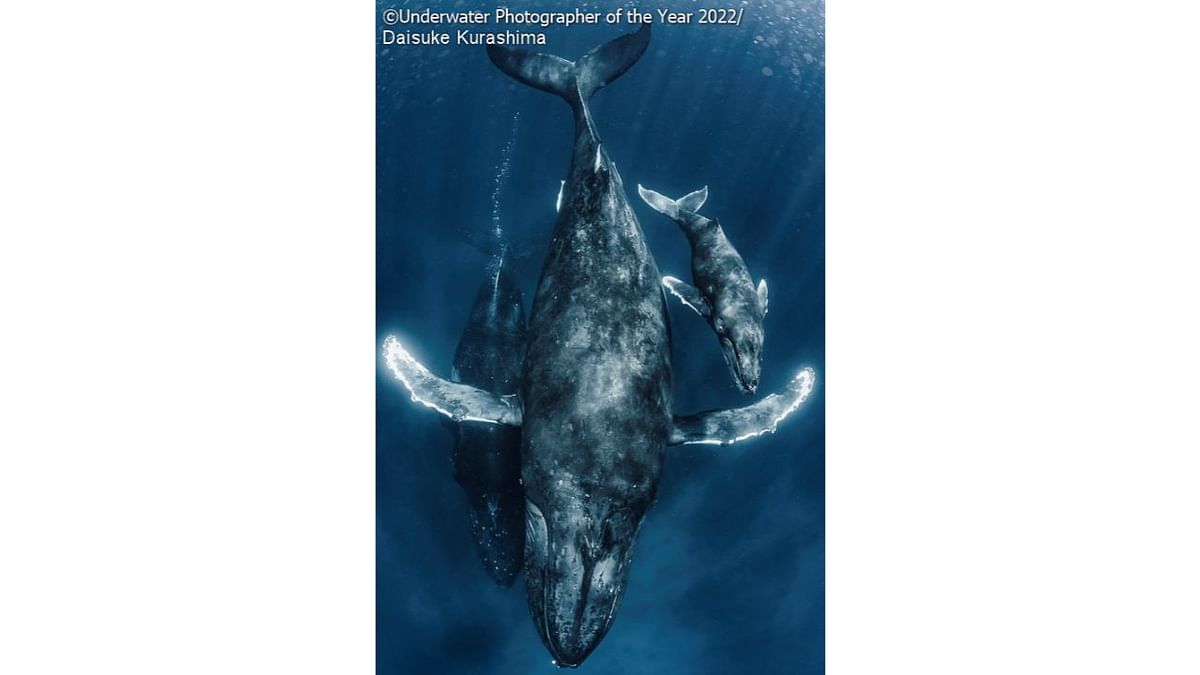 Wide Angle Highly Commended: 'The great mother'. Credit: Underwater Photographer of the Year 2022/Daisuke Kurashima