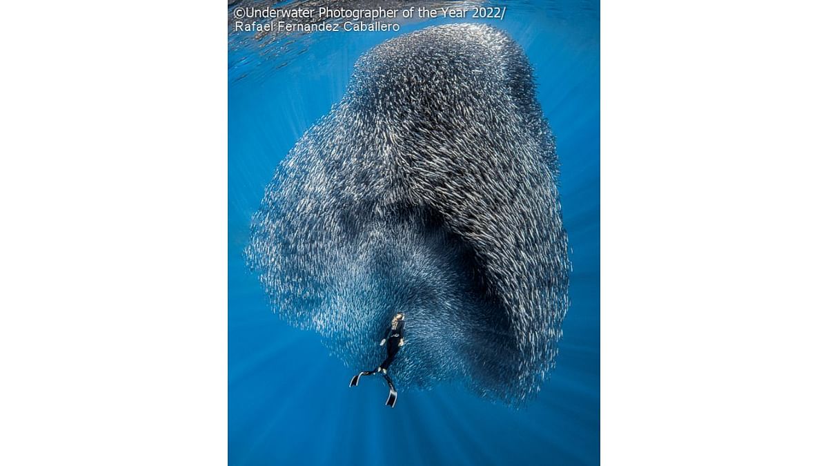 Wide Angle Highly Commended: 'Shapes of life'. Credit: Underwater Photographer of the Year 2022/Rafael Fernandez Caballero