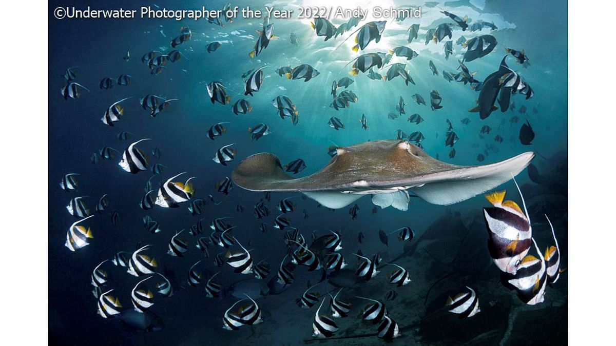 Wide Angle Runner Up: 'Sunset Ray'. Credit: Underwater Photographer of the Year 2022/Andy Schmid