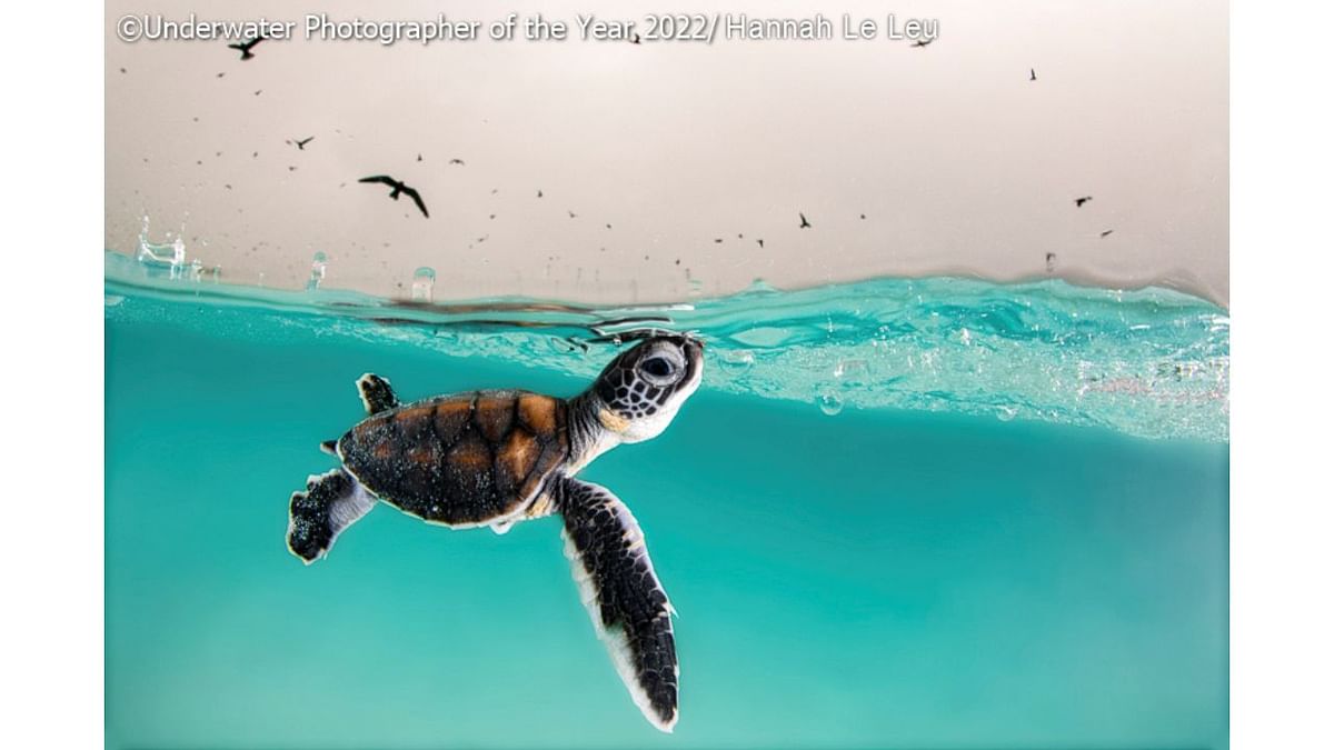 Wide Angle Third: 'Against All Odds'. Credit: Underwater Photographer of the Year 2022/Hannah Le Leu