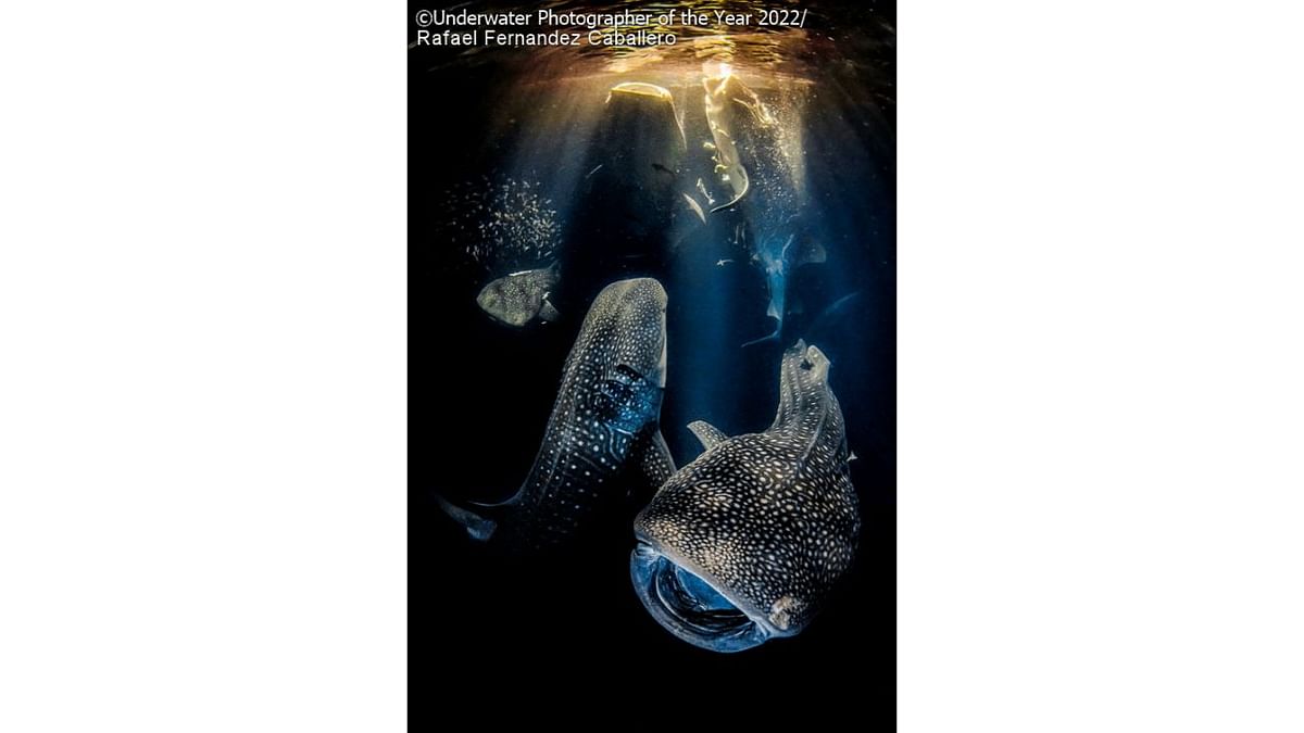 Wide Angle Winner: 'Dancing with the giants of the night'. Credit: Underwater Photographer of the Year 2022/Rafael Fernandez Caballero