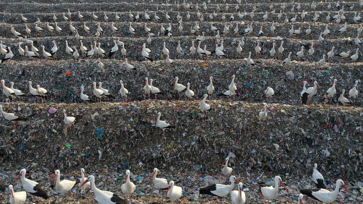 This aerial view shows storks gathered over plastic recyclable material at the Tovlan landfill in the Jordan Valley, in the Israeli-occupied West Bank. Credit: AFP Photo