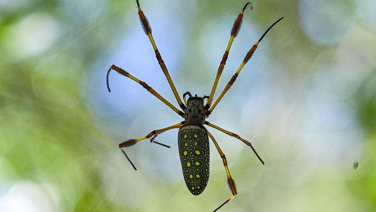 A Golden silk spider (Nephila-clavipes) is seen at Juan Diaz mangrove in Panama City. Credit: AFP Photo