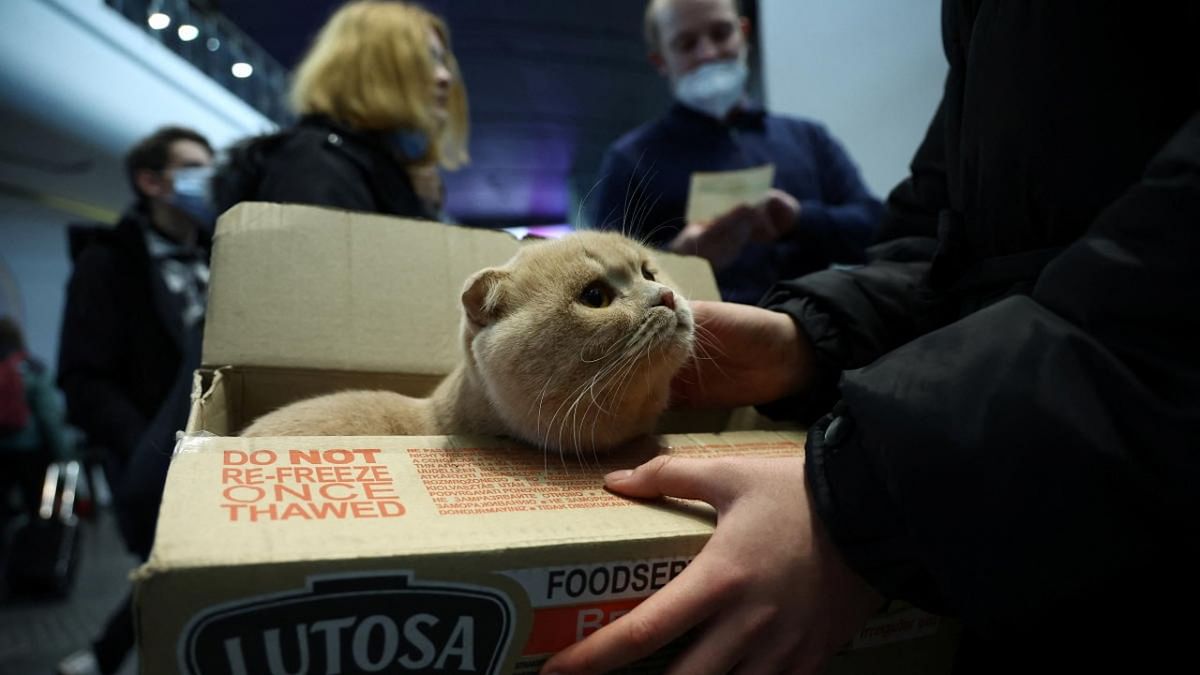 A cat sits in a box at the main hall of the Central train station, following the Russian invasion of Ukraine, in Warsaw. Credit: Reuters photo