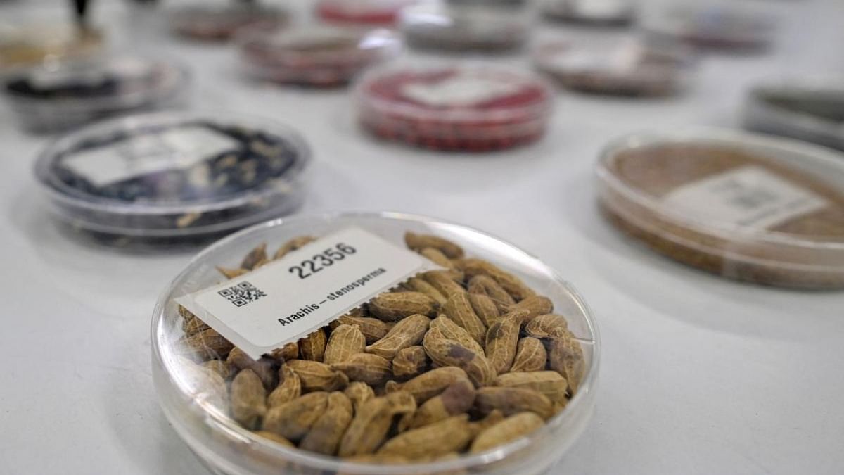 Tropical forages seeds are seen at a laboratory of the