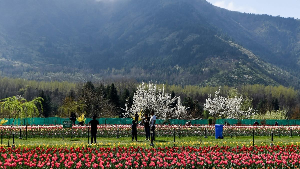 The Floriculture Department plants tulip bulbs in a phased manner so that the flowers remain in the garden for a month or more. Credit: AFP Photo