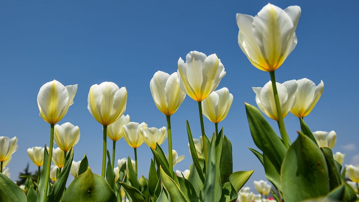 Tulips in full bloom at the Indira Gandhi Memorial Tulip Garden in Srinagar. Credit: PTI Photo