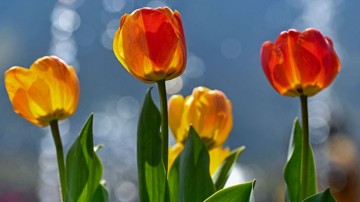 Reportedly, the tulip flowers' average lifespan is three to four weeks, but heavy rains or too much heat can destroy them. Credit: AFP Photo