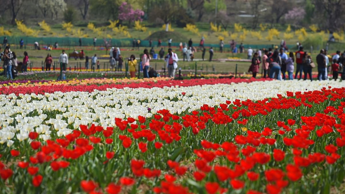 The Indira Gandhi Memorial Tulip Garden, formerly known as Siraj Bagh, was opened in 2008 by then J&K CM Ghulam Nabi Azad. Credit: PTI Photo